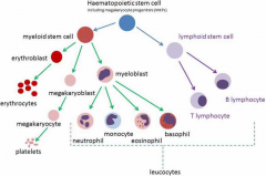 -originate in the bone marrow
-BM contains hematopoietic stem cells
-hematopoietic stem cells differentiate into lymphoid stem cells (B cells and T cells) + myeloid stem cells (RBCs, platelets, neutrophils, basophils, eosinophils, mast cells, mono...