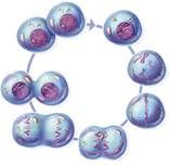 - cell division occurs here