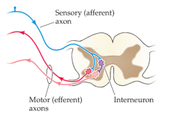 Dorsalrot är sensoriska (afferenta) nervtrådar.


Ventralrot är motoriska (efferenta) nervtrådar.