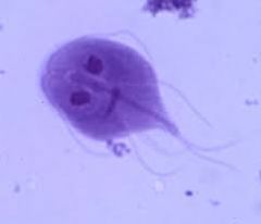 Giardia lamblia

[A heart-shaped symmetrical trophozoite with two nuclei, four pairs of flagella, and a large sucking disk for adherence to the mucosal surface]