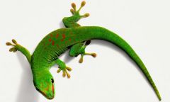 Gecko