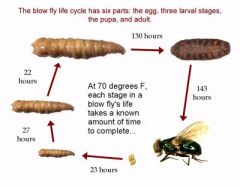Blowfly maggot