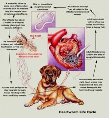 Heartworm Adult