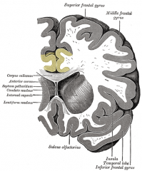 Cingulate Gyrus