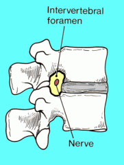 Lateral opening between vertebrae for spinal nerves