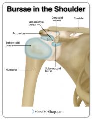 between the tendon of the subscapularis muscle and the fibrous capsule of the glenohumeral joint