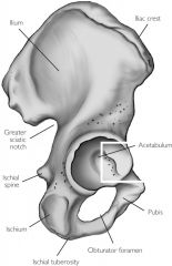 Large posterior notch; allows sciatic nerve to exit hip area