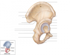 Obturator foramen