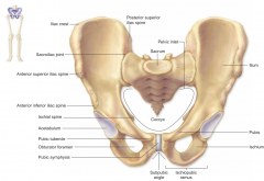 Inferior to the acetabulum; allows for passage of nerve and vessels down the medial side of the thigh