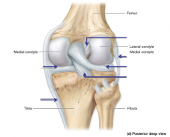 Lateral (fibular) collateral ligament