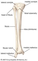 The lateral malleolus on the fibula is located at the distal end.