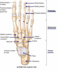 Articular surface for tibia