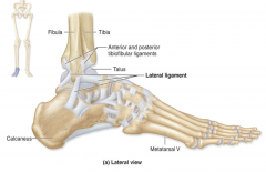 From the lateral malleolus downward to the back of the calcaneous (heel)

Helps prevent overinversion of the foot

(1/3)