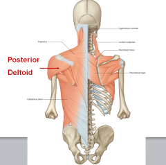 Origin: C7-T5

Insertion: Medial border of the scapula

Action: Adduction of the scapula when the rhomboids contract (inferior angle rotates inward)