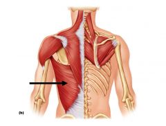 Origin: Back of the sacrum, L vertebrae, lower thoracic vertebrae

Insertion: Bicipital groove of humerus

Action: Shoulder extension, humerus medial rotation, humerus adduction