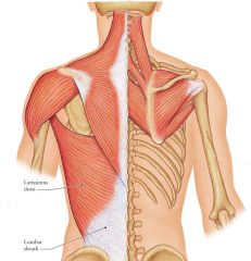 Layers of tendons that connect latissimus dorsi to lower spine.