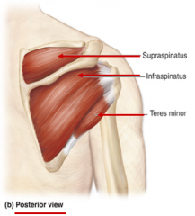 Oirgin: Supraspinatus fossa of the scapula

Insertion: Greater tubercle of the humerus

Action: Strength and stability to shoulder joint; initiates shoulder abduction (deltoid takes over subsequent abduction)