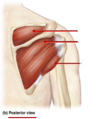 [Rotator cuff muscle]
Infraspinatus muscle