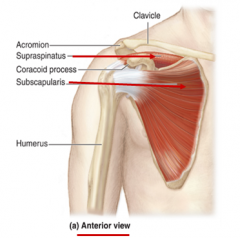 Origin: Subscapular fossa of the scapula

Insertion: Lesser tubercle of humerus

Action: Provides anterior strength to shoulder joint.
Medial rotation of humerus. 
Adducts humerus.