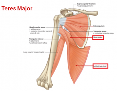 Origin: Lateral border of the scapula

Insertion: Bicipital groove of humerus

Action: Shoulder extension, medial rotation as humerus (like lat dorsi)