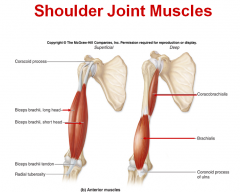 Origin: Coracoid process of scapula

Insertion: Radial tuberosity

Action: Shoulder flexion, elbow flexion, forearm supination

[Also part of elbow joint]