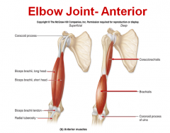 Origin: Anterior shaft of humeruss

Insertion: Coronoid process of ulna

Action: Elbow flexion