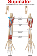 Lateral epicondyle of humerus to anterolateral surface of radius

Action: Supination of forearm, assists in elbow extension