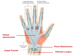 Layer of tendon covering palm, serves as insertion point for Palmaris Longus