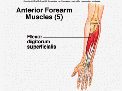 [2nd layer]

From the medial epicondyle of the humerus, coronoid process & radial shaft

Attach to the middle phalanx of your 4 digits

Flexion of:
Elbow, wrist
Metacarpal phalangeal and 1st interphalangeal joints