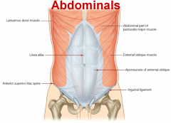 Separates abdominal from thigh, edge of the aponeurosis
