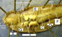 
Dissected earthworm, view from dorsal anterior.
Identify A, B, C, D, E and F
