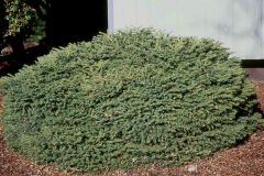 Picea abies 'Nidiformis'
-Spreading, dense, broad
-usually a depression in the center that gives it the name "Bird's Nest"