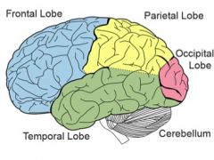 frontal, temporal, occipital, parietal and insula. 
