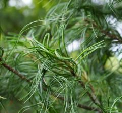 Pinus strobus 'Torulosa'
-Open, irregular, pyramidal form
-Twisted needles and branchlets
