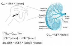 Q excr = UFR (urine flow rate) * [urine]