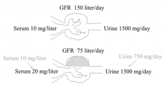 - GFR will be halved 
- Serum conc. will eventually double
- Urine conc. will initially halve, but eventually returns to normal value