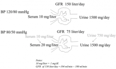 - Serum conc. gradually increases
- Urine flow of creatinine slows down but gradually recovers as serum conc. increases