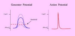 A generator potential is a graded response to a stimulus and if it becomes large enough it produces an action potential. These generator potentials "add" together which is called summation and allows an action potential to fire.