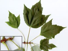 Acer rubrum
-3 lobed leaf
-buds & petiole often red 
-Opposite, serrated
-Buds in opposite clusters