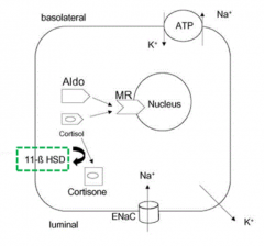 11β-HSD2 - normally functions to convert cortisol to cortisone
