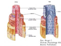 Function of arteries