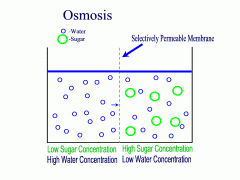 Diffusion of water molecules through a selectively permeable membrane depending on the concentration of solutes on either side of the membrane.