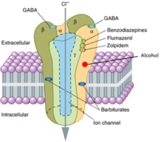Alcohol binds to the GABA receptor and
augments GABA­ mediated neuronal
transmission. Alcohol binds to a different
site on the GABA receptor complex than
other GABA agonists enhancing the neural depressant properties
of GABA. As the effect o...