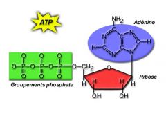 Adenosine, triphosphate; energy storing molecule that serves as the cells "energy currency"; stored energy of glucose is used to attach phosphate groups to ADP to form ATP