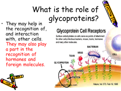 any of a class of proteins that have carbohydrate groups attached to the polypeptide chain. Also called glycopeptide