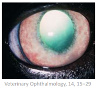         §  Chronic
uveitis with keratic precipitates and darkening and thinning of the iris along
with small grey raised ‘follicles’ and blood vessel prominence on the iris
surface      