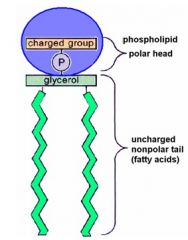 1. (image)
2. Phospholipids can form lipid bilayers.