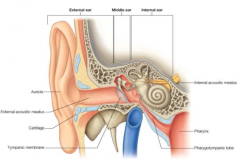 external: auricle and external acoustic meatus until  tympanic membrane
middle ear: room and attic, bones and pharygotympanic tube (drain)
internal ear: bony structure (very dense), auditory and vestibular nerve, and facial nerve