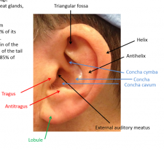 auricle: single elastic cartilage, thin hairy skin, sweat glands, sebaceous glands, auricular muscles
helix and antihelix, tragus and antitragus, lobule, external auditory meatus, triangular fossa, concha