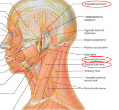 63: External Ear, Middle Ear and Facial Nerve Flashcards - Cram.com